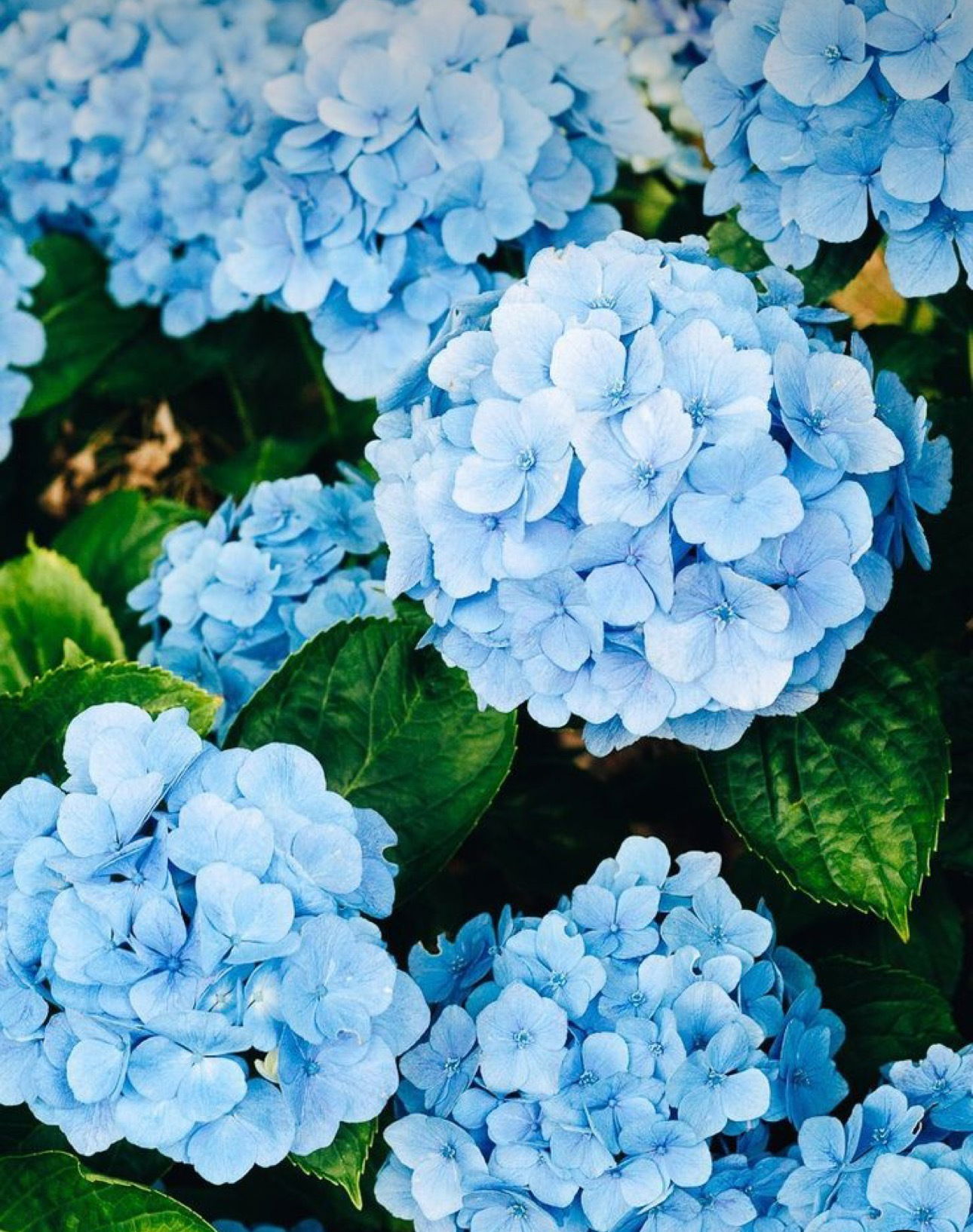 Elizabeth Cambage: The Only Fan Profile with a Mix of Passion